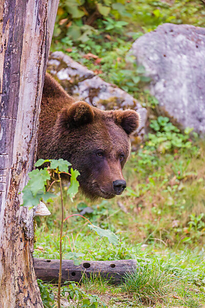 Bildagentur mauritius images An adult female brown bear Ursus